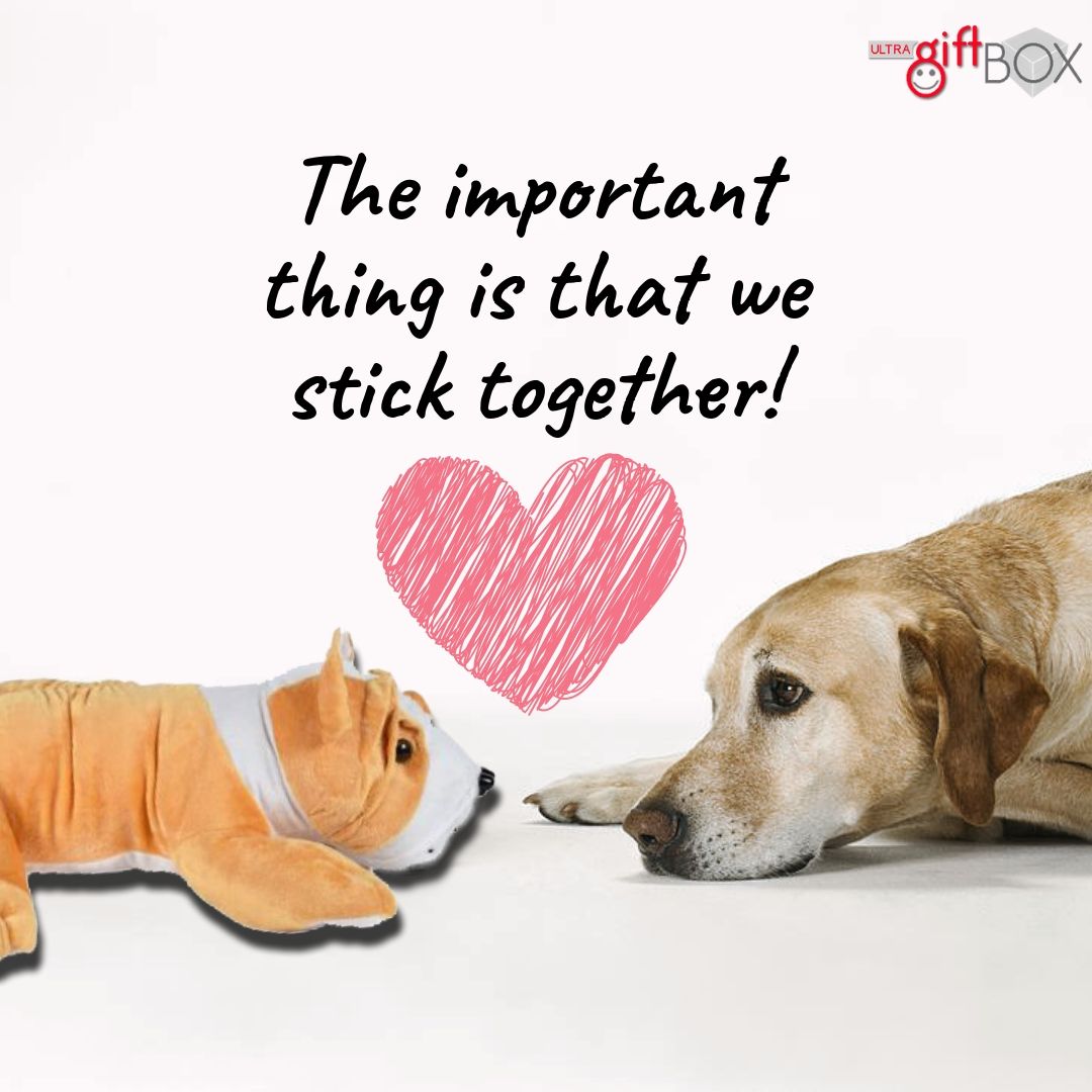 ultrasofttoys's tweet photo. Hey, its paw day today. Celebrate #InternationalDogDay by gifting its favorite pup from our #UltraGiftBox.
Get him its favorite toy today from - https://t.co/FIpjMUrqEP
#UltraGiftBox #DogToy #DogDay #Doggo #HappyDogDay #SoftToys #DogLove #Paw #ToysForDog #GiftBox #Doggy https://t.co/iPtFXvwjHX