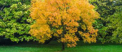 Mbackus's tweet photo. Choosing the right tree for a front garden can be tricky but there are advantages and countless pleasures that can be had if you choose your tree carefully. https://t.co/S0P9lJ0ZxD https://t.co/GBXav5KshY