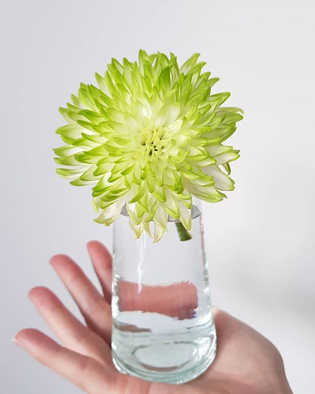 Feeling inspired and refreshed by the luscious layers and cool greens of this flower (what it is, I'm not 100% sure). I'm loving the calmness of London on this bank holiday too, but secretly looking forward to the return of some slightly cooler weather. … ift.tt/2Zs5vhN