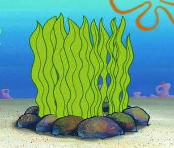 LeniqueUNSW's tweet photo. Today I learned that despite what years of Spongebob education taught me, kelp is a BROWN algae &amp; NOT just completely bright green #marenvs19 https://t.co/MNLXhoytm0