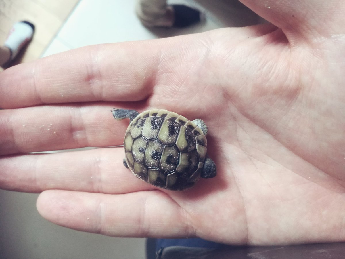 ILjaVB's tweet photo. Gezinsuitbreiding #tinytortoise https://t.co/UkCs2A6EHJ