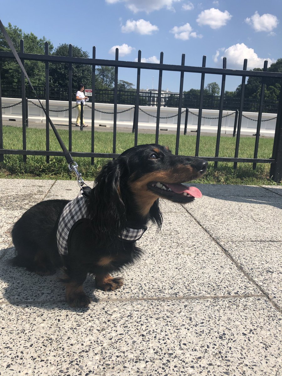 Happy national dog day 💕❤️♥️ from Jeff the miniature dachshund #gooddaydc  

#puppies #doxielove #dachshund #dachshundofinstagram #doxies #akcdachshund #puppyeyes #chewy #dachshundoftheday #sausagedogcentral #dachshundlove #minidachshund #minilonghairdachshund #wienerdog #dackel