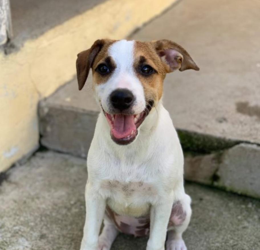 ANSECHASTANET's tweet photo. Happy National Dog Day! Help animal welfare in Saint Lucia. https://t.co/XF1dlbbj0n #NationalDogDay #dogs #stlucia #adoptdontshop #helpaws https://t.co/AGwA9J1apm