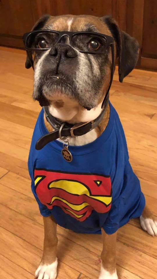 PeteWeatherBeat's tweet photo. Separated at birth?
📸 (left)- BJ Bocyck - Fulton - Today
📸 (right) - @LisaSpitzNews from Halloween 2017
#Glasses
#HallsOfJustice
#NationalDogDay
#InternationalDogDay https://t.co/jfCrNxMHhH