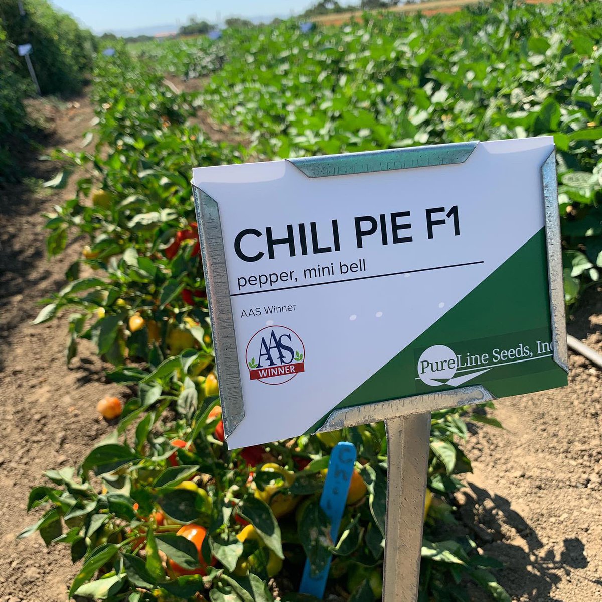 Pure Line Seeds, Inc tweet media