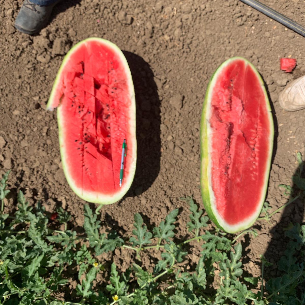 Pure Line Seeds, Inc tweet media