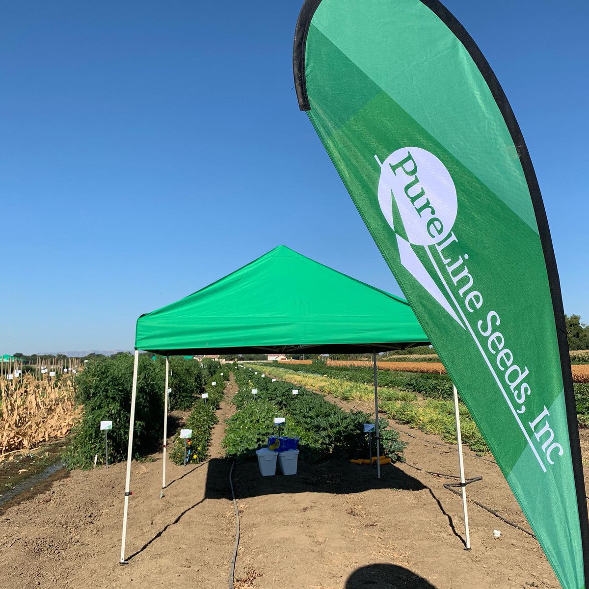 Pure Line Seeds, Inc tweet media