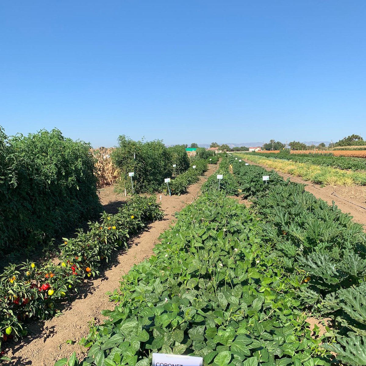 Pure Line Seeds, Inc tweet media