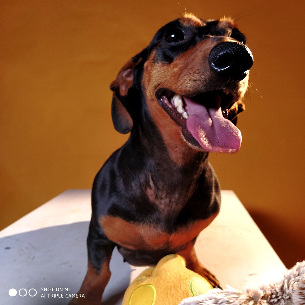 We're proud to share that our initiative along with <a href="/CupaIndia/">CUPA India</a> has helped several pets find new homes.

Thank you, Mi fans for the tremendous support. What a day to share this news. #InternationalDogDay. 

You too can help. Adopt one or spread the news. > bit.ly/2NrMhm2