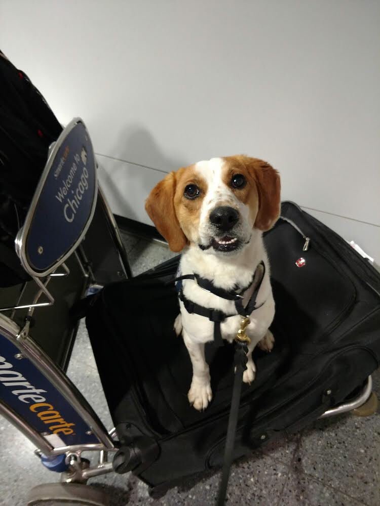 CBP Chicago tweet media