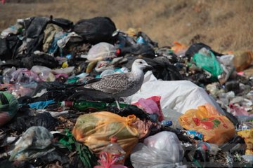 Посмотреть изображение в Твиттере