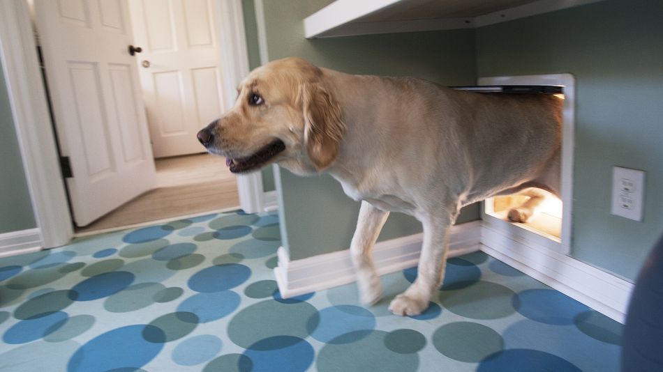 Electric_Runway's tweet image. Just in time for #InternationalDogDay, a new Alexa skill that plays music for your pooch while you&apos;re away: mashable.com/article/iheart… #LifestyleTech #Tech #PetTech