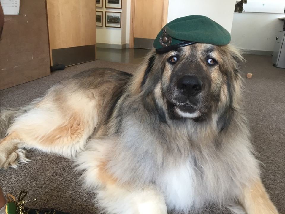 Today is #NationalDogDay. Any excuse to share our favourite picture of Duke! #RMfamily