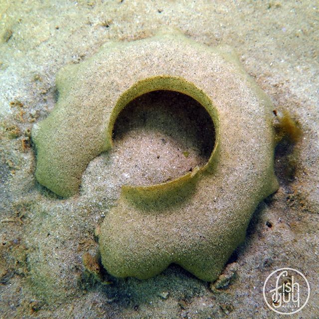 fishguyphotos's tweet photo. This sand collar is an egg mass to a moon snail. Made of mucus, sand, and eggs it is rubber-like when in water, but quickly crumbles apart when dry.
.
.
.
#sandcollar #moonsnail #beachfinds #beachcombing #marinelife #oceanlife #scubadiving #diving #under… https://t.co/iYmNIKJwDZ https://t.co/9kaifaEWgO