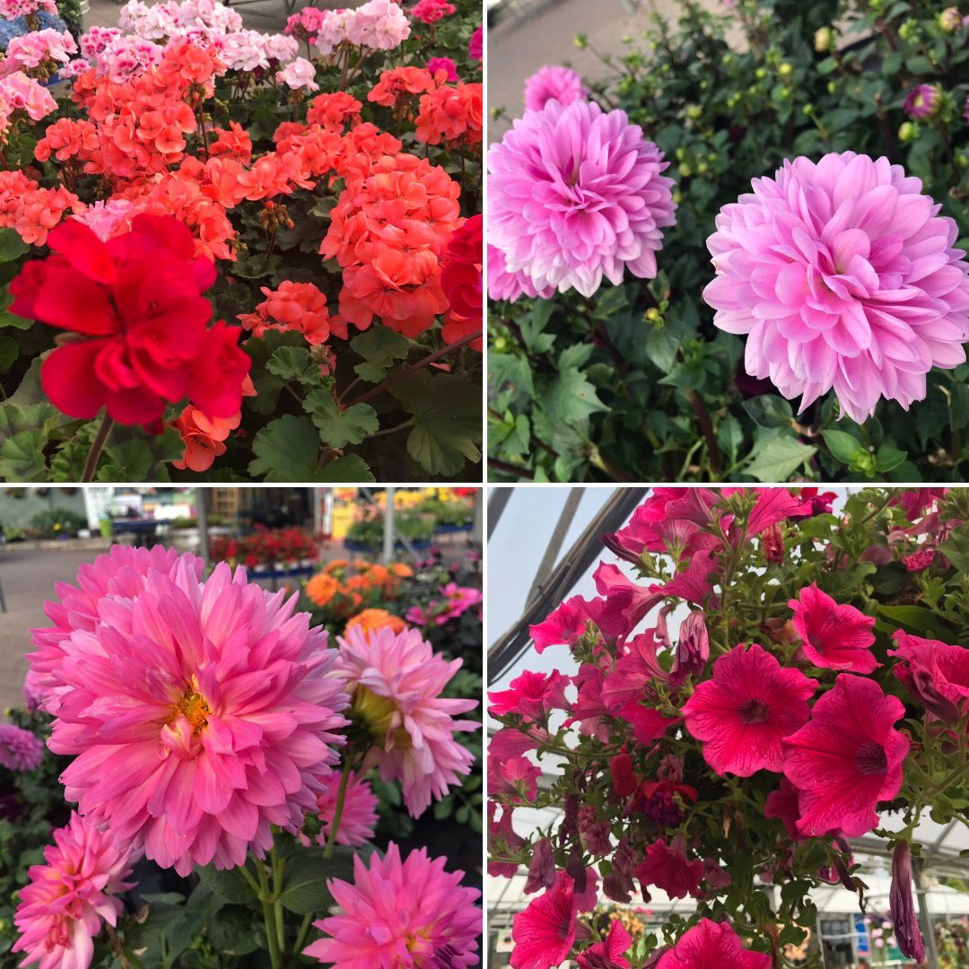 FernhillAthlone's tweet photo. Autumn time is such a beautiful time of year, the colours you see are always stunning! ❤️
#Fernhill #FernhillAthlone #Athlone #GroMor #GardenCentre #Gardening #Flowers #Autumn #FlowerPower https://t.co/kLI4poSU8k