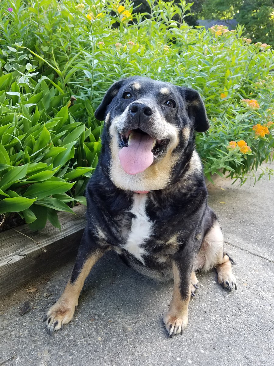 BornOnAFri's tweet photo. #InternationalDogDay
My #RESCUES My 💙 My joy My family
My sleep buddies, My best friends.
#Dogs #DogsofTwitter #DogsAgainstTrump #DemocratDogs #DogsForImpeachment #Love
Lucy👇 Linus 👇 https://t.co/Sit9TC02sA