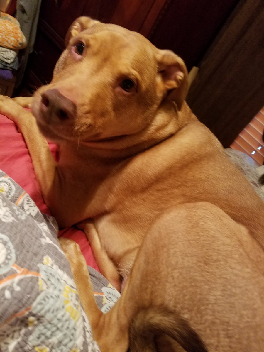 BornOnAFri's tweet photo. #InternationalDogDay
My #RESCUES My 💙 My joy My family
My sleep buddies, My best friends.
#Dogs #DogsofTwitter #DogsAgainstTrump #DemocratDogs #DogsForImpeachment #Love
Lucy👇 Linus 👇 https://t.co/Sit9TC02sA