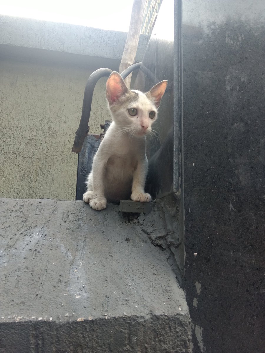 Smol fluff   #CattosOfNarimanPoint