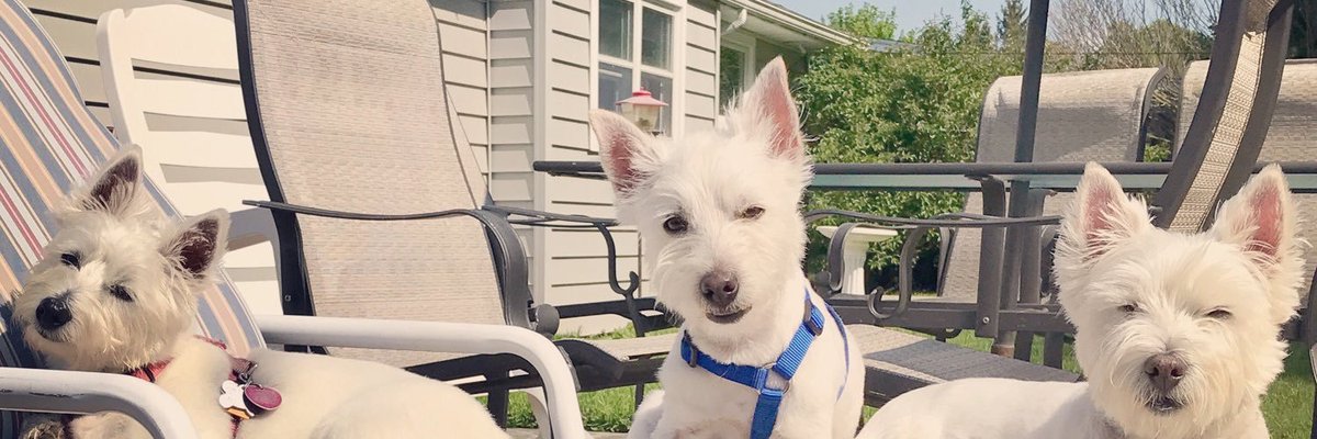 lkohl58's tweet photo. #happynationaldogday https://t.co/oDf3cw8UMt