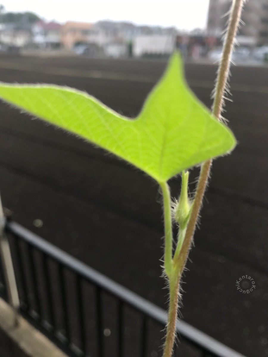 k_kenta's tweet photo. もうすぐ花の咲く予感がします
I have a feeling of blooming flowers soon
#アサガオ #あさがお #朝顔 #morningglory
#ツル #つる #蔓 #cirrus #tendril #vine
#本葉 #trueleaf #花 #flower #flowers
#東京 #tokyo #練馬区 #nerimacity https://t.co/6HndRFAOIl