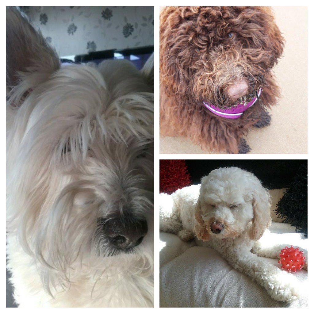 Happy <a href="/NationalDogDay/">National Dog Day™</a> these cuties are my late Westie scamp, my new girl Coco, chocolate cockerpoo &amp; cavapoo Molly who I look after during the week 💜🐕🐾
