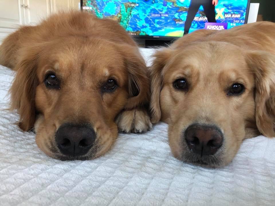 RGNeighbour's tweet image. #htownrush Ladybug and Junebug are celebrating National Dog Gay!