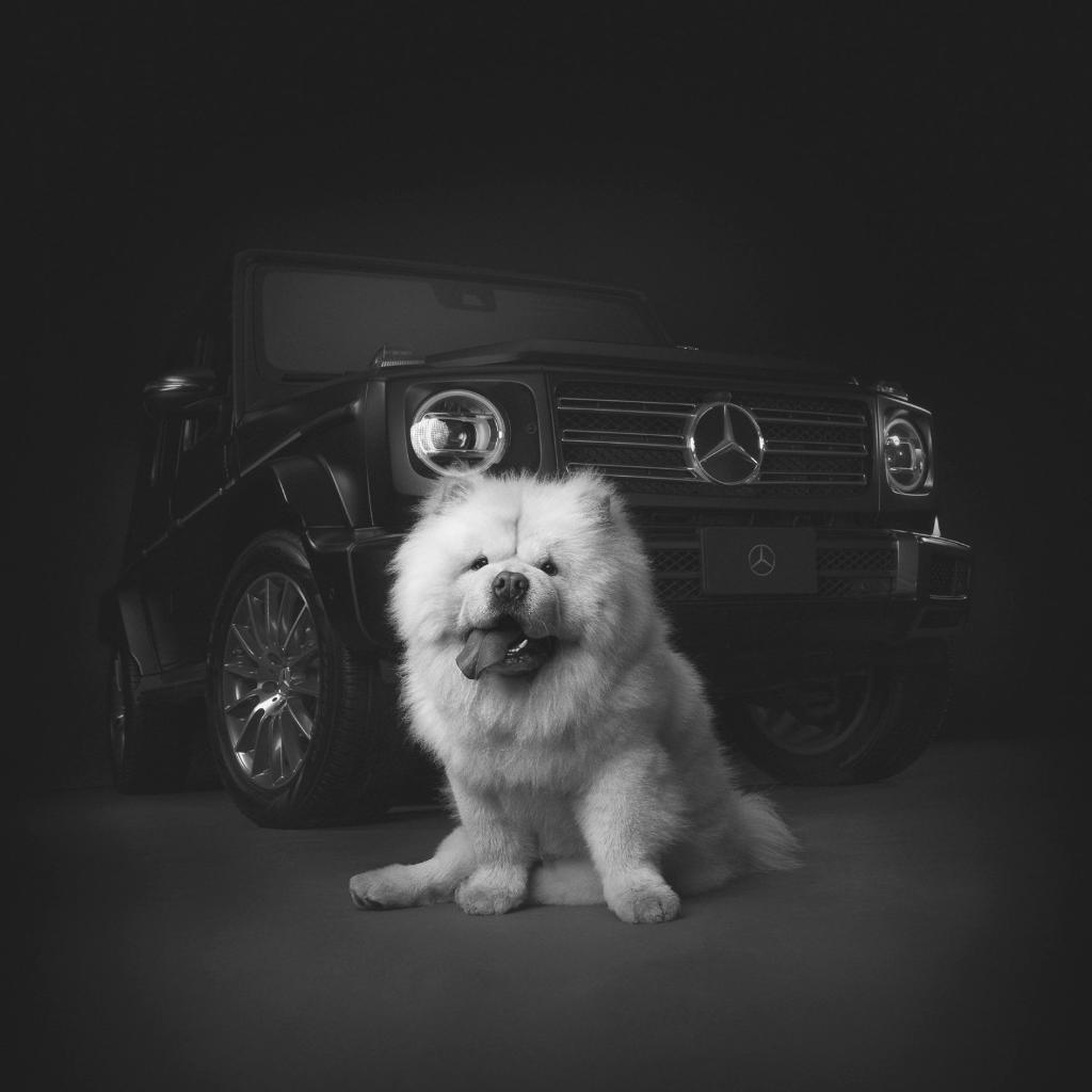 MercedesBenzCDN's tweet photo. Happy #nationaldogday to all the su-paw-star dogs out there! 🐶
#dogsofMB https://t.co/dj6keQIYEP