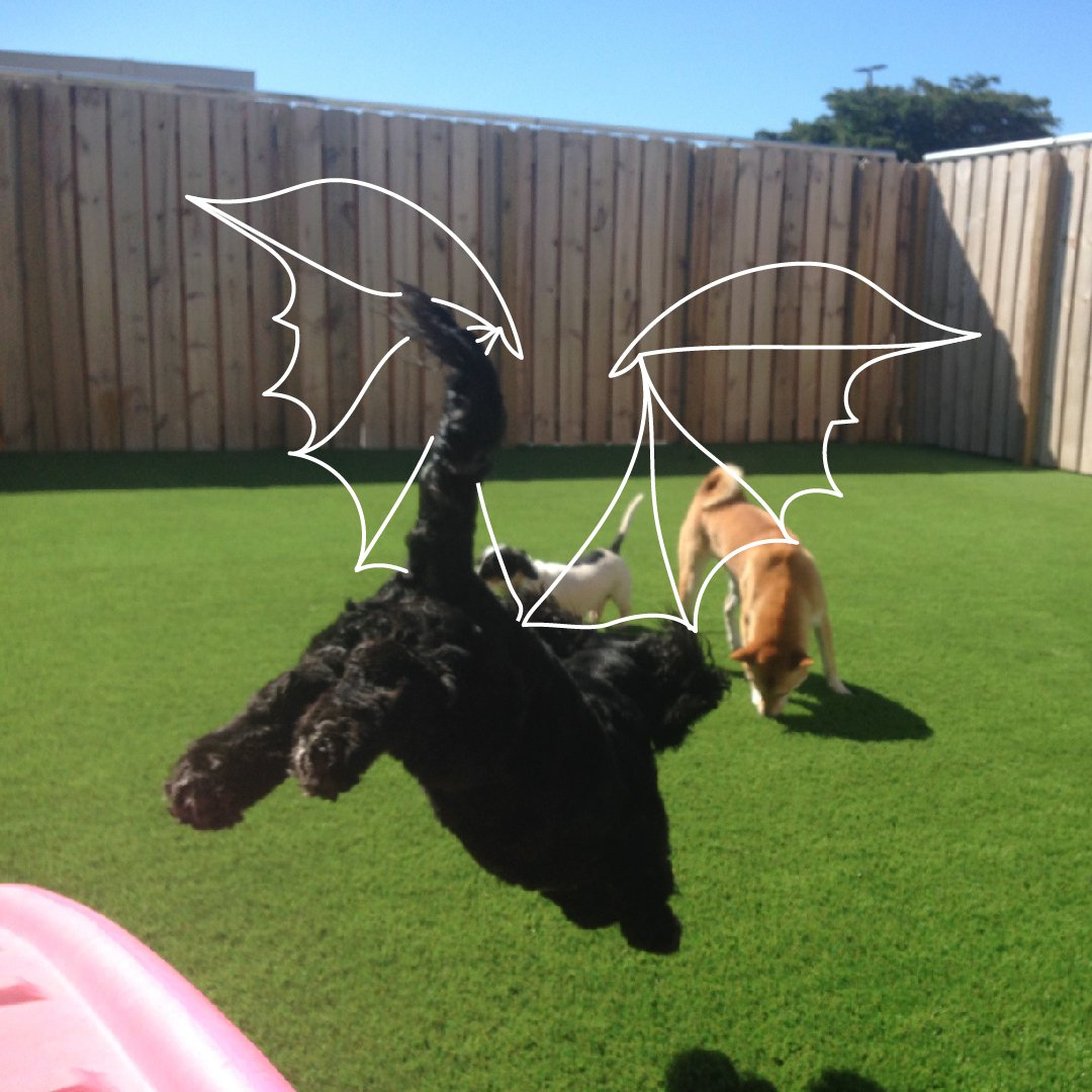 campcanine's tweet photo. Let's play!😍 https://t.co/JequcSrR7X