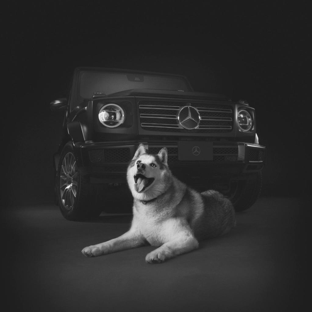 MercedesBenzCDN's tweet photo. Happy #nationaldogday to all the su-paw-star dogs out there! 🐶
#dogsofMB https://t.co/dj6keQIYEP