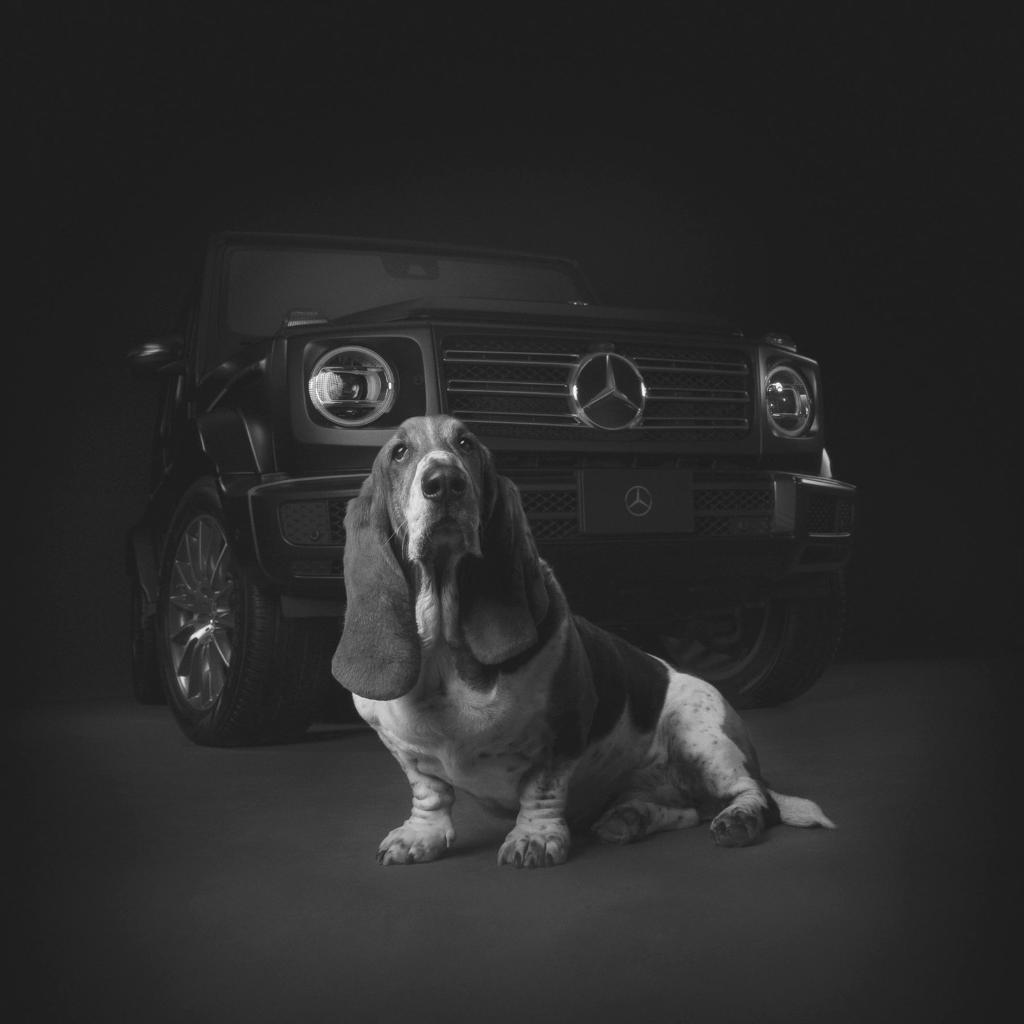 MercedesBenzCDN's tweet photo. Happy #nationaldogday to all the su-paw-star dogs out there! 🐶
#dogsofMB https://t.co/dj6keQIYEP