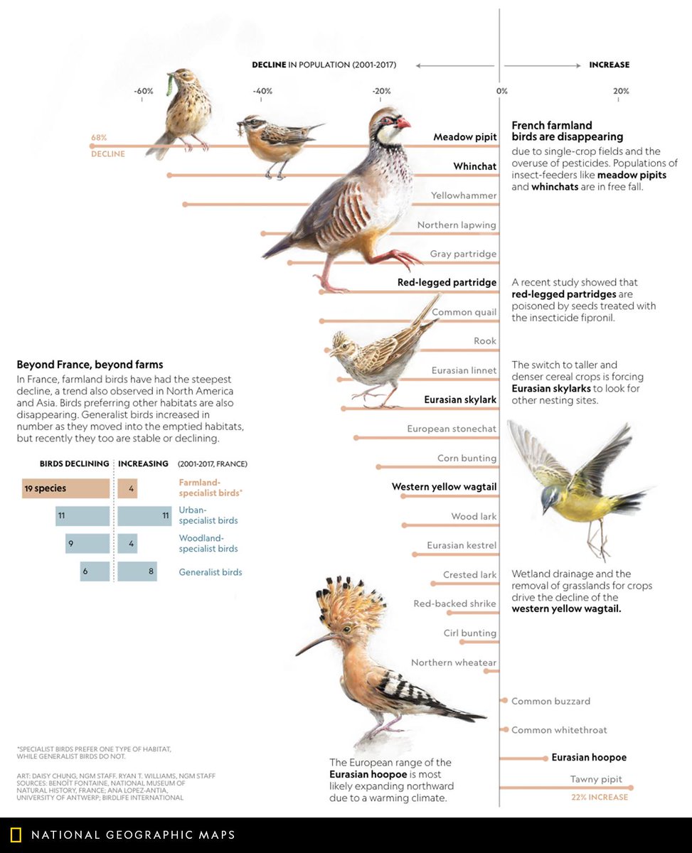 NatGeoMaps's tweet image. Since 1980 the number of birds that typically inhabit Europe’s farmlands has shrunk by 55 percent. on.natgeo.com/2HoLTAO