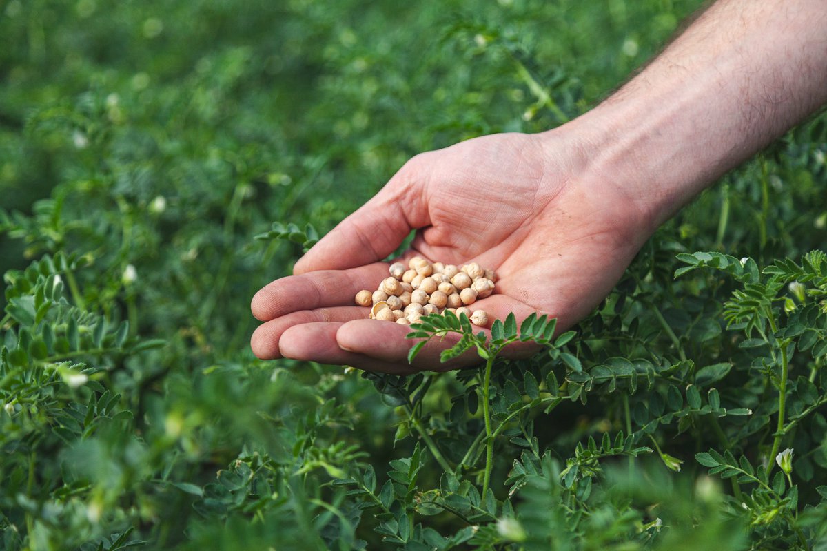 Hoop op teelt Hollandse kikkererwt steeds groter!
#groenekeuken #bonenerbij #duurzaam #peulvruchten

ad.nl/rivierenland/h…