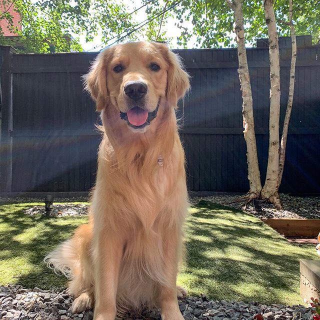 kmitchellauthor's tweet photo. May your Monday be as great as Harley is beautiful ❤️ . . ▪️ . . [Image: a golden retriever sitting on a patio.] . . ▪️ . .  #goldenretriever #goldenretrieversofinstagram #goldensofinstagram #dogsofboston #dogsofig #bostonblogger #bostonbloggers #bostoni… https://t.co/U5rzG109Ga https://t.co/wfZ3ITHHE0