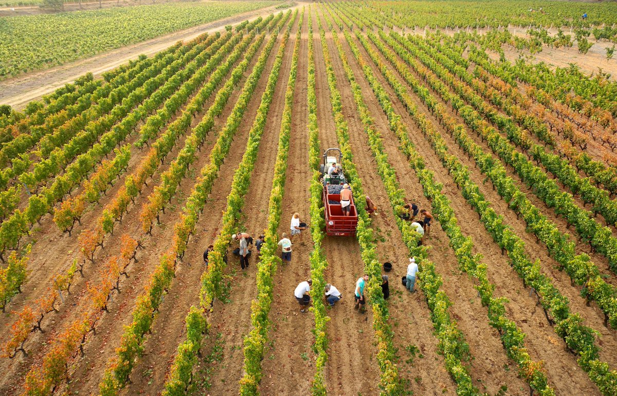 Coup d’envoi des vendanges à Château Léoube ! 🍇🍇🍇

Après un été particulièrement ensoleillé et une pluie de récompenses pour le domaine, Léoube est à l’heure de la récolte ! Les vendanges démarrent ce lundi 26 août pour une durée de 3 semaines environ ☀️