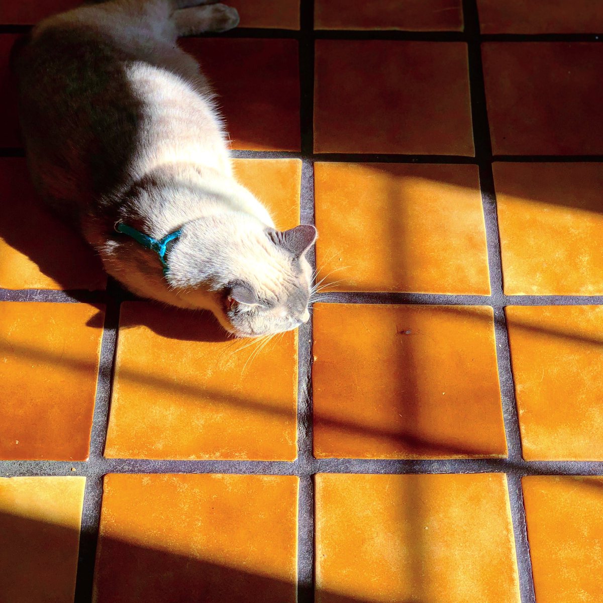 taluscats's tweet photo. Morning sun #cattwitter https://t.co/ynIo5vFB4X