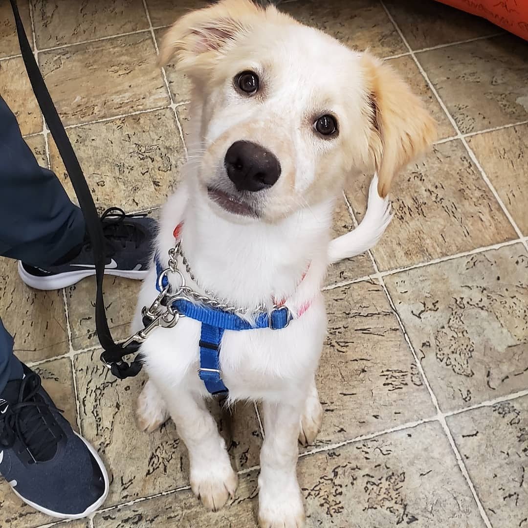 morninglive's tweet image. Hey there Delilah! This girl was ready for the cameras. @OakvilleHumane #AdoptablePets