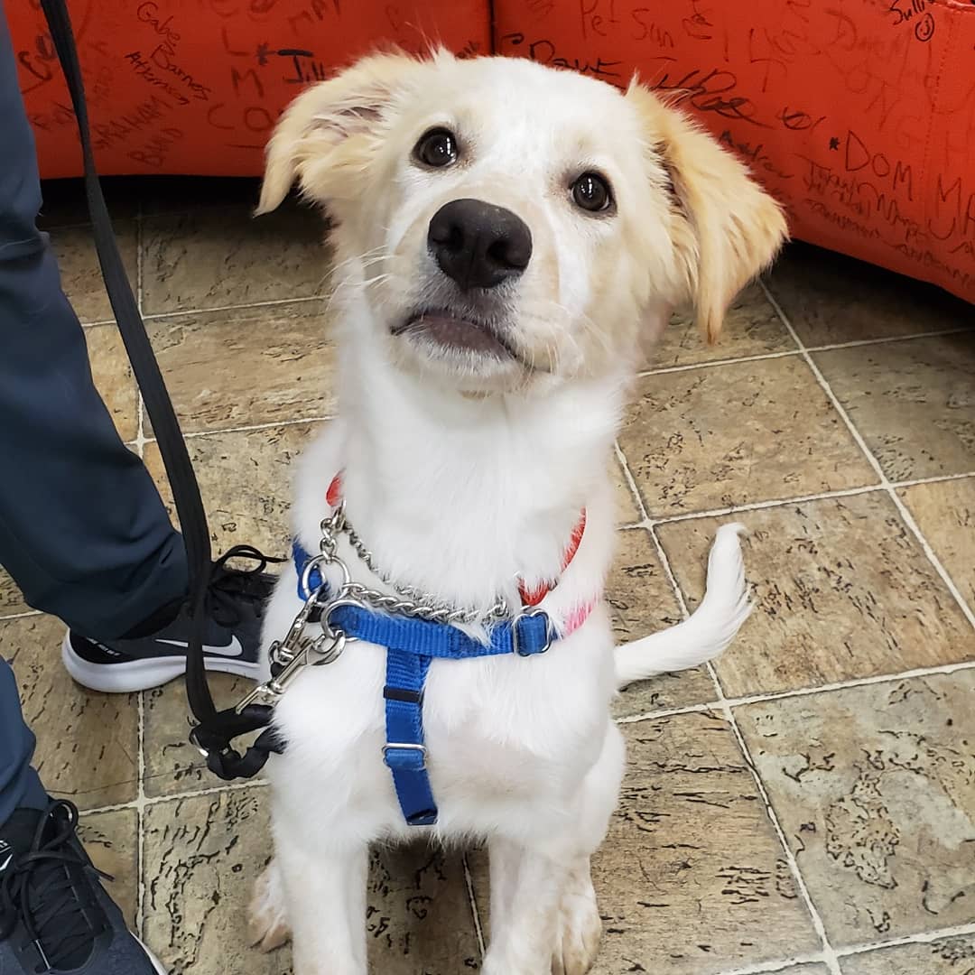 morninglive's tweet image. Hey there Delilah! This girl was ready for the cameras. @OakvilleHumane #AdoptablePets