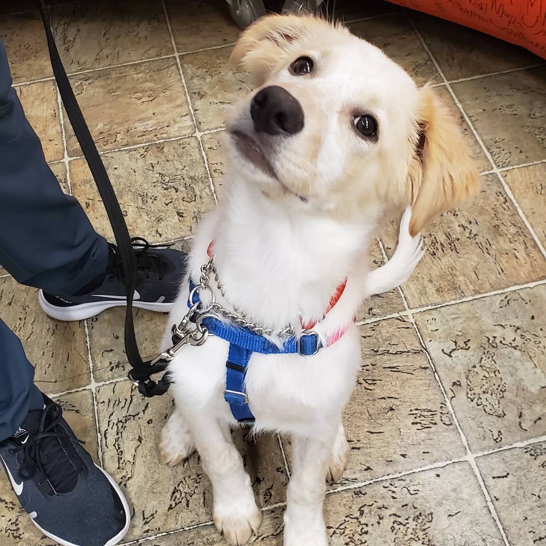 morninglive's tweet image. Hey there Delilah! This girl was ready for the cameras. @OakvilleHumane #AdoptablePets