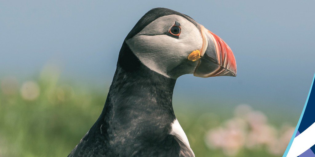 Hial_Airports's tweet image. Last chance to get your hands on our printed @HIALConnect magazine... new issue out next week! If you've missed out you can still read it online at ow.ly/LpLT50vsK7a