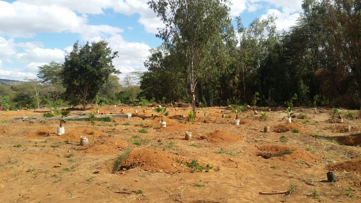 GreenDaystarKE's tweet photo. Preparations underway in readiness for the #DaystarTreePlanting event tomorrow.  Join us at @DaystarUni Athi river campus as we plant 600+ trees. #LeaveYourMark on the world tomorrow! @UNEnvironmentAf @WaweruAvram https://t.co/15OMo43XST