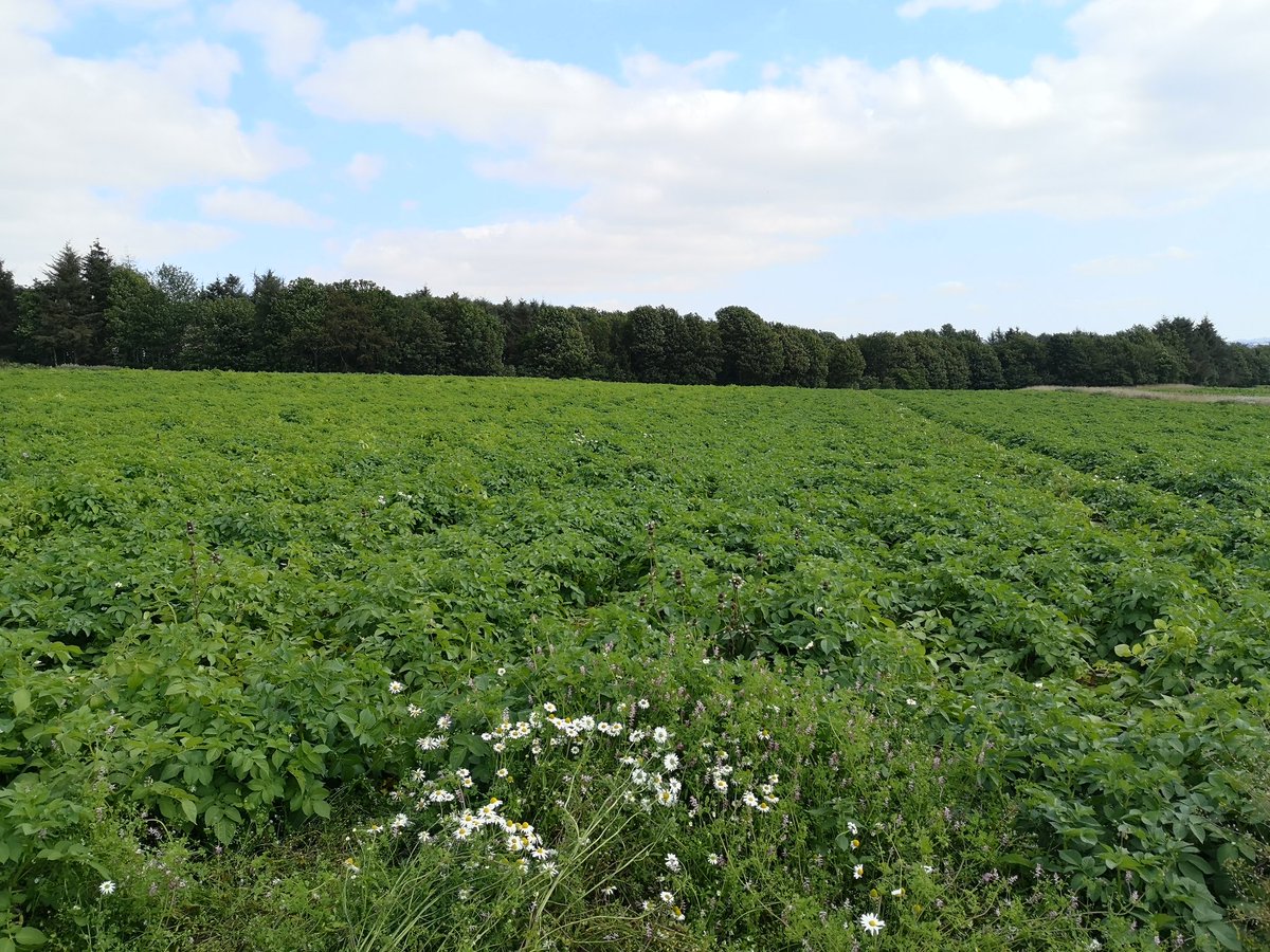 HuttonCSC's tweet image. Decent day to flail the potatoes.