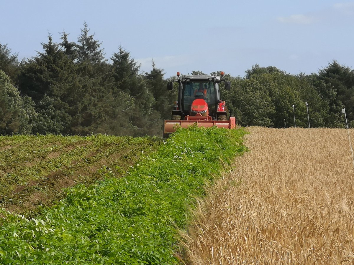 HuttonCSC's tweet image. Decent day to flail the potatoes.