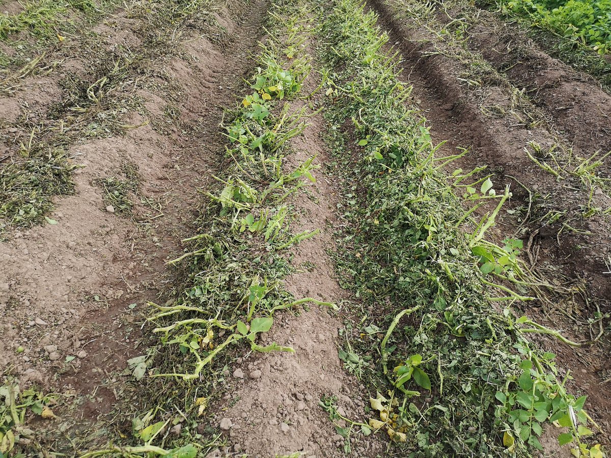 HuttonCSC's tweet image. Decent day to flail the potatoes.