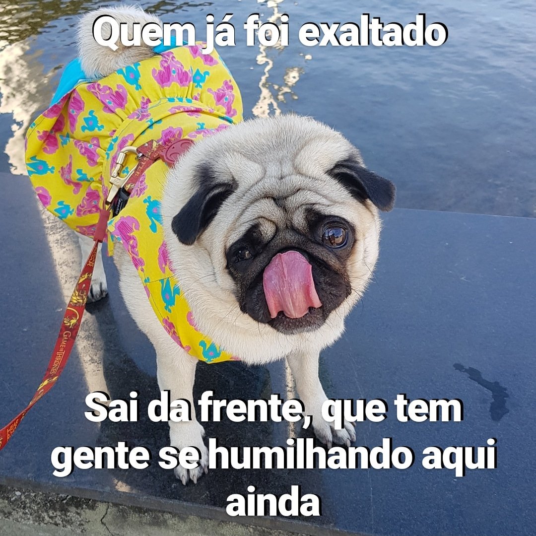 tsunadethepug's tweet image. Dá licença!

#pugs #puppylove #pugstyle #amocachorro #amopug #amor #love #vidadepug #dogsfunny #tsunadesenju #tsu #frasesengraçadas #memebrasil #tsunade_thepug