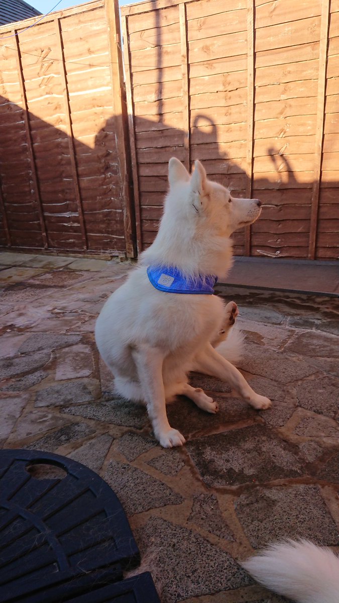 WanagiKa's tweet photo. Keeping cool yesterday with their cool bandanas and deer antlers #heatwaveuk #husky  #Summer2020 #lazysunday  #InternationalDogDay #antlers #follow #add #wolfalikes https://t.co/RqvHBMmQ7a
