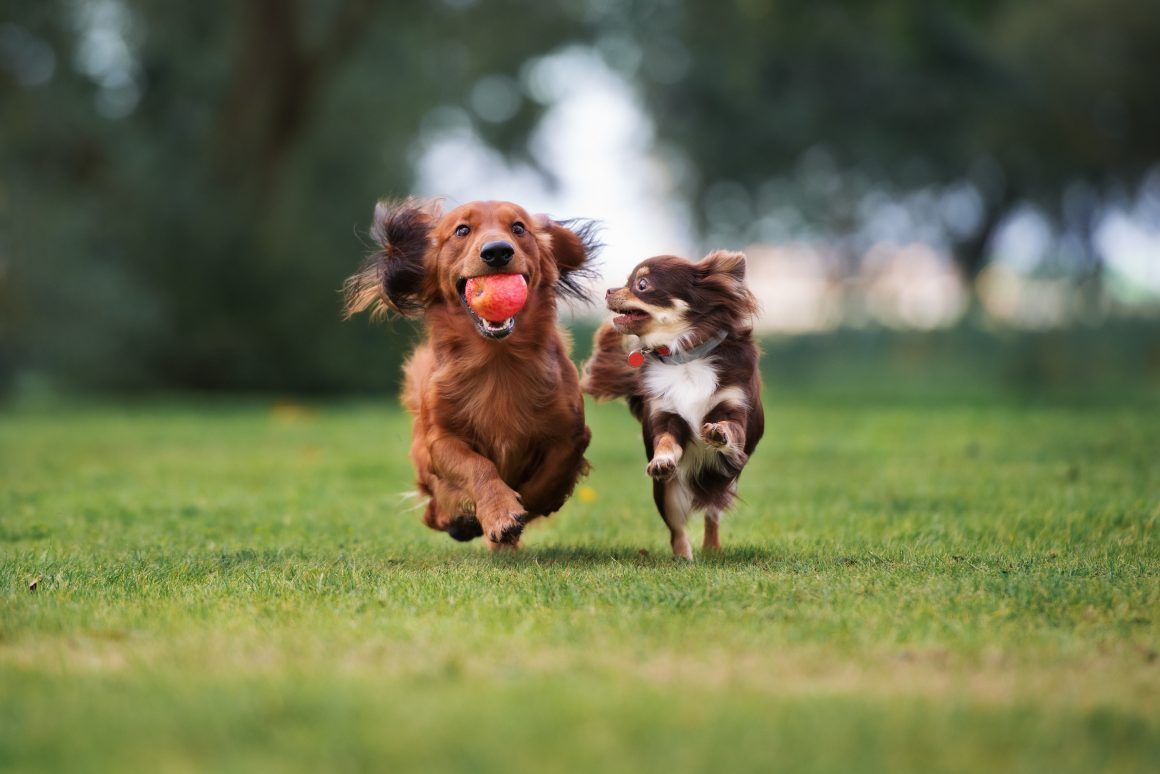 ViewtheVibe's tweet photo. Happy #InternationalDogDay! Treat your four-legged best friend to a run around in one of #Toronto's BEST dog parks. https://t.co/mbxiqK6luf 🐶 https://t.co/lA4zJB7QLr