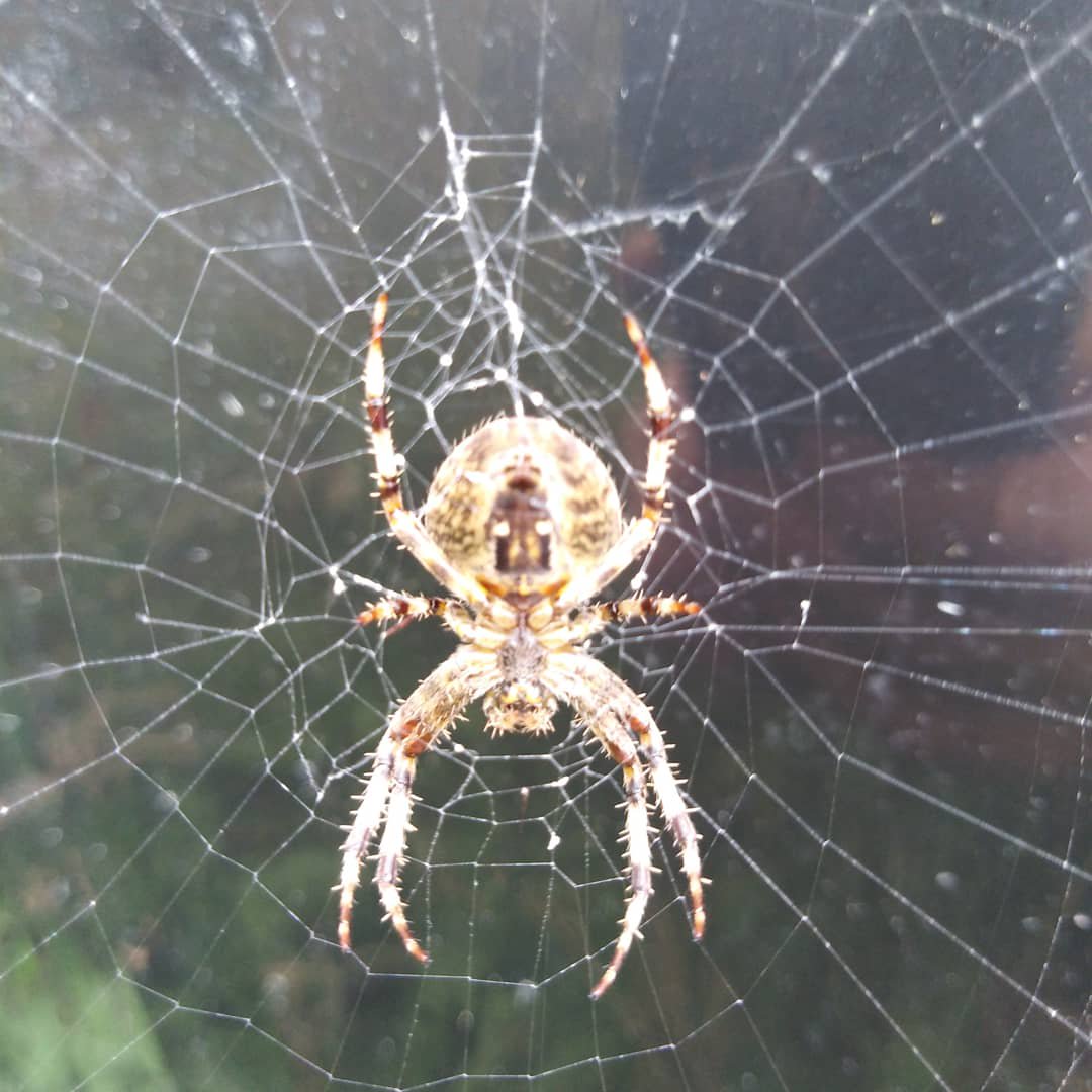 Joanne Cronin On Twitter That S The Cross Orb Weaver Or Common