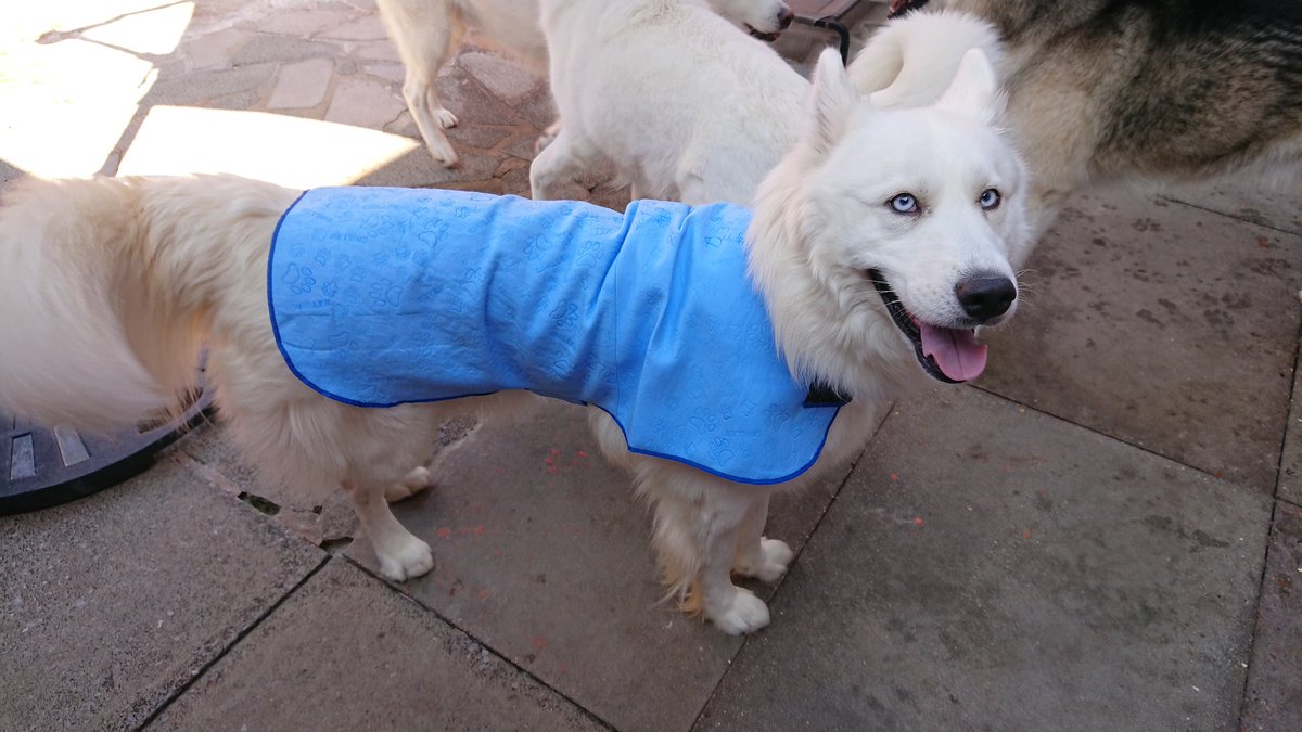 WanagiKa's tweet photo. Today we've just been and purchased cool coats for them all. Just checking to see if they fit here first before use. #heatwaveuk #husky #Summer2020 #InternationalDogDay #MondayMotivation #keeingcool #samoyed #restday #tohottowalkdogs #dogsoftwitter https://t.co/Lp4KoSISmD