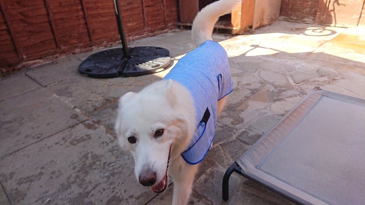 WanagiKa's tweet photo. Today we've just been and purchased cool coats for them all. Just checking to see if they fit here first before use. #heatwaveuk #husky #Summer2020 #InternationalDogDay #MondayMotivation #keeingcool #samoyed #restday #tohottowalkdogs #dogsoftwitter https://t.co/Lp4KoSISmD