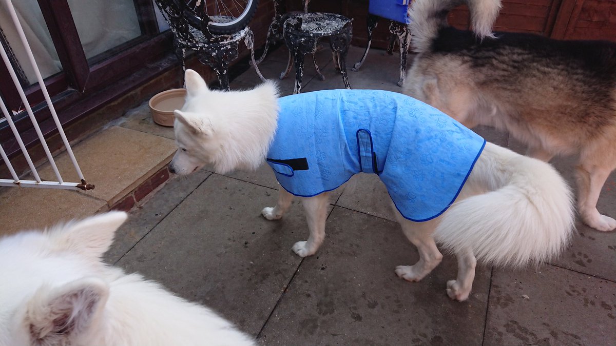 WanagiKa's tweet photo. Today we've just been and purchased cool coats for them all. Just checking to see if they fit here first before use. #heatwaveuk #husky #Summer2020 #InternationalDogDay #MondayMotivation #keeingcool #samoyed #restday #tohottowalkdogs #dogsoftwitter https://t.co/Lp4KoSISmD